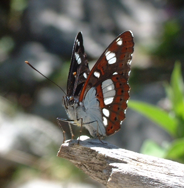 Limenitis reducta